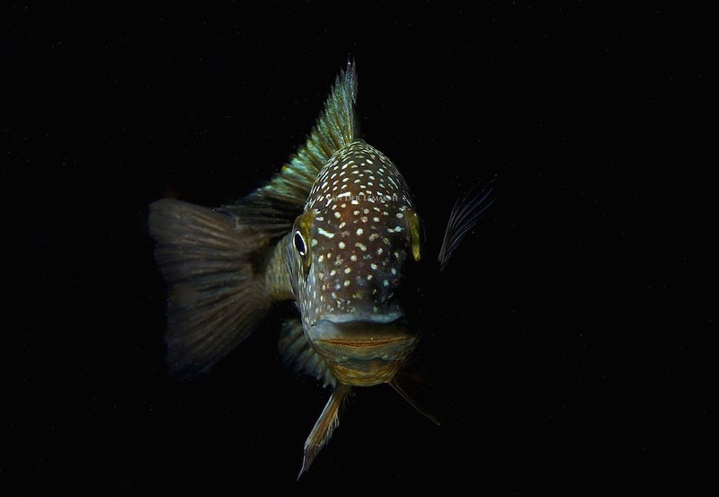 Tropheus sp. 'limespot' Mulunguzi